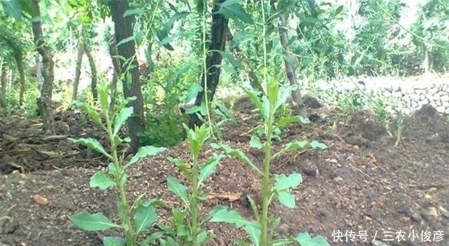 枸杞|没钱买花,野外去挖,插个枝就活,一年变昂贵的盆景,挂满红果果