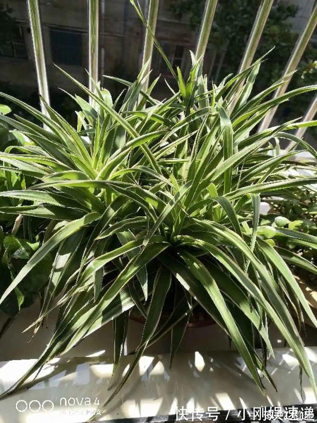 叶片|10种花特怕晒,越晒越黄叶,搬阴凉地儿才能活!