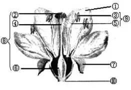 输卵管内卵子受精部位