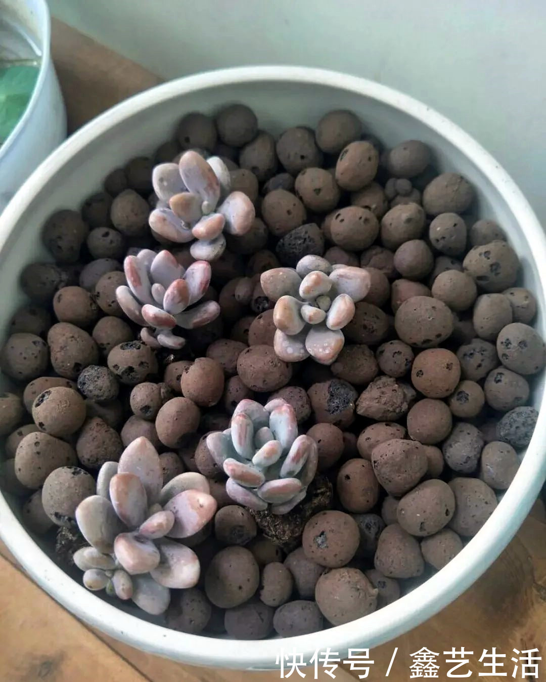 越虐越长疯,3周胖到爆炸的多肉控养大法,不轻易外传