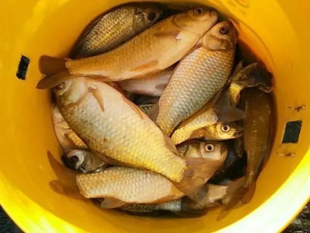 钓鱼|不想花钱买装备,就自己研究一下,我这个钓鱼装备看上去不错吧!