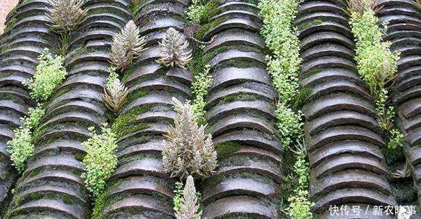 在农村“墙角”长着1堆多肉，冬天冻不死、夏天晒不死，简直开挂