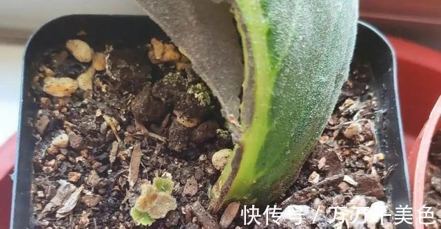 花卉|3种耐阴植物,还是同科的“亲戚”,养殖在北阳台上,照样开满花