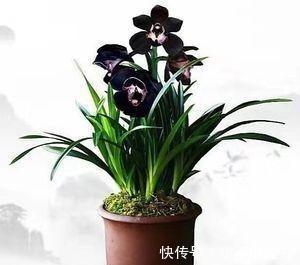 最不像兰花的兰花,被誉为是兰花界的“黑魔法”,值得居家养护!