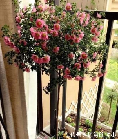 夹竹桃|5种有毒的花卉盆栽,如果家中养了,赶快处理,不要掉以轻心