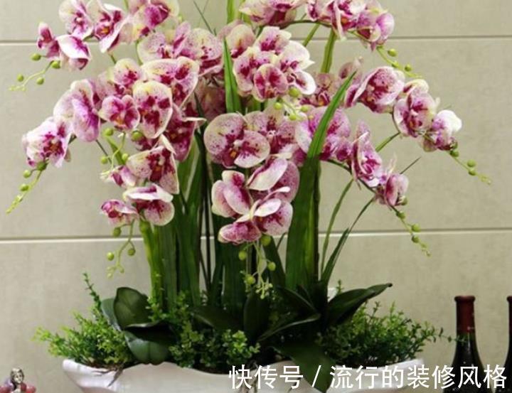 公认难养的4种花,没点经验真的养不好,新手花友别轻易尝试