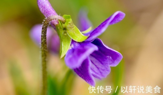 植物|乡下一种不起眼的“梨头草”，曾遭人嫌弃，殊不知价值珍贵