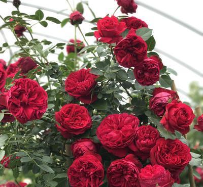 春天里|7种月季,不怕酷夏,30度也开得美,一开上百天,值得入手的品种