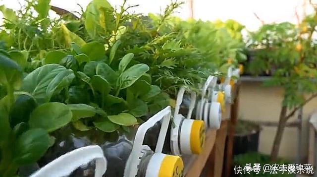 邻居拿“瓶子”种的菜,看着收成还不错,青菜豆芽吃不停