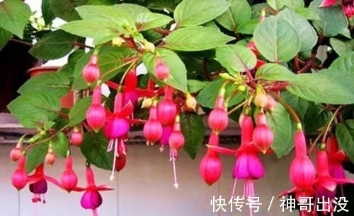 公认难养的花,改变养护方法,一样长新芽,开出层叠群花
