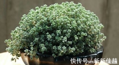 姬星|新手养肉难?这些好看又好养的多肉,非常适合新手!你都养过吗?