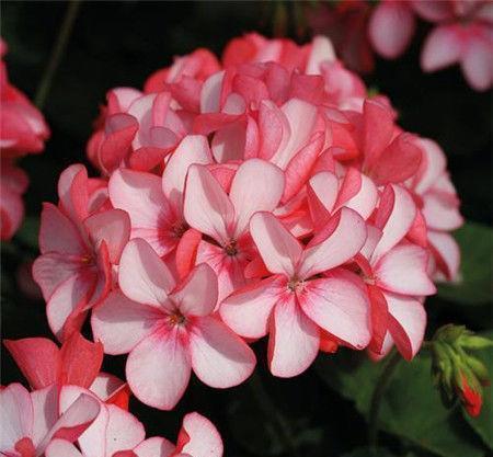 几种花养在家里,花大色很艳,韵压群芳超美丽,很值得拥有