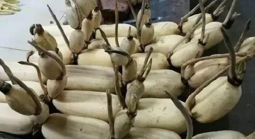 外行|外行吃人参，内行只吃它！两三块钱一斤，现在吃最补人！