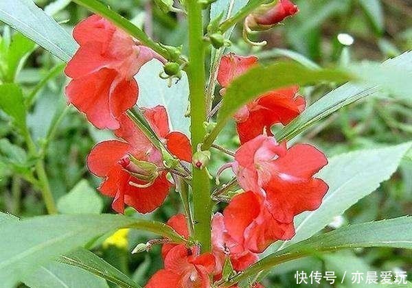  开花|漂亮的凤仙花有些毒性，冬季室内养殖做好五点，开花鲜艳还安心