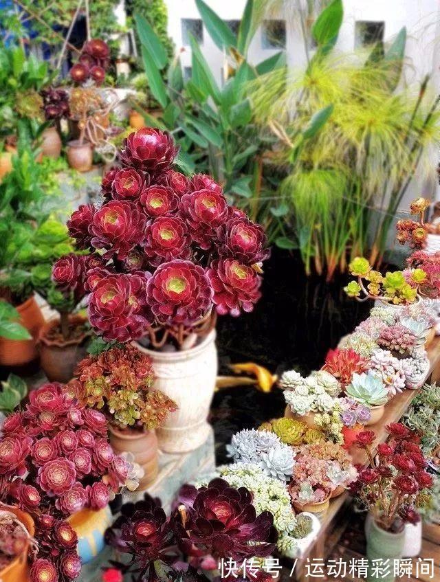 天冷需要多晒的“8种花”，有些还要“断粮少水”，不然熬不过冬