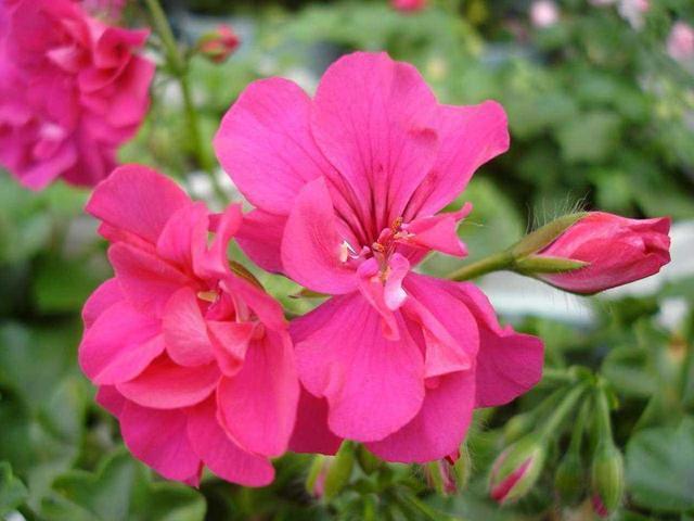 山寺桃花|天竺葵神奇的“一劈”,给予适量的水,温度,不几天就能生根成活