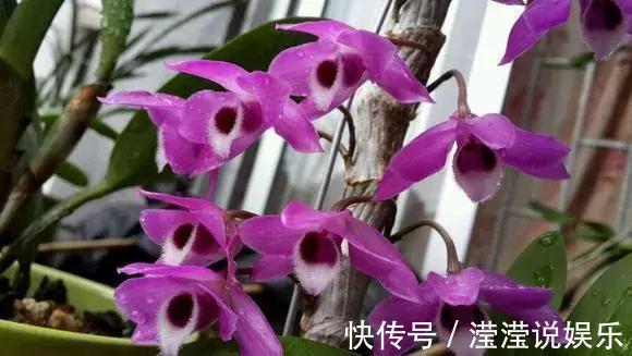 还在养绿萝家里养盆“香香花”，好看好闻，清香四溢精神好！