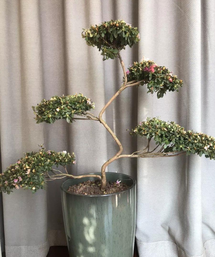 花市买的花,为啥养不活,原因就是这样