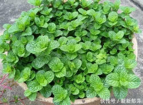 繁殖|夏天急着赏花养4种花,掐根枝条就能活,今年还能开花