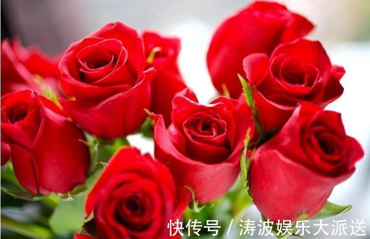 红艳|喜欢菊花,不如养盆“精品玫瑰”卡罗拉,红艳似火,美艳优雅