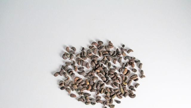 女贞子|此物滋养肝肾、充盛精血,退阴虚之火,生发黑发、明目,平血之压