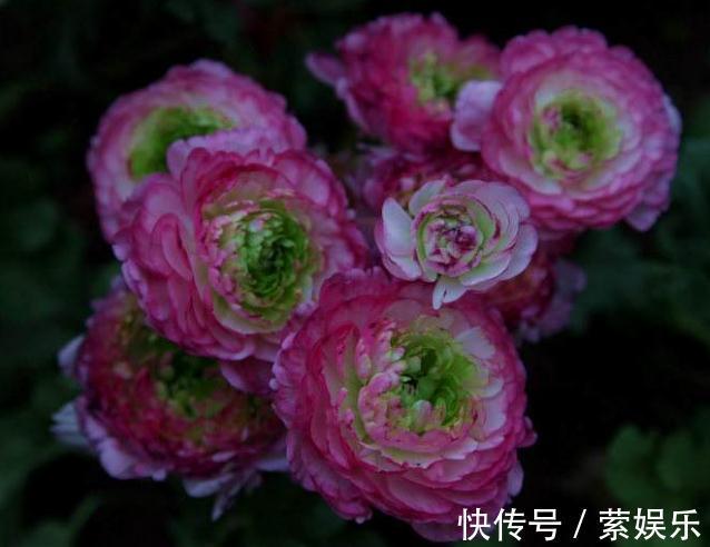 芹叶牡丹芹叶牡丹|养花总“养死”3种“廉价花”养一盆,3月不用管,照样花儿爆