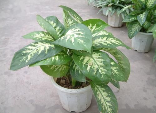 自制养花肥、土壤，巧用这些材料，再也不用花钱买了