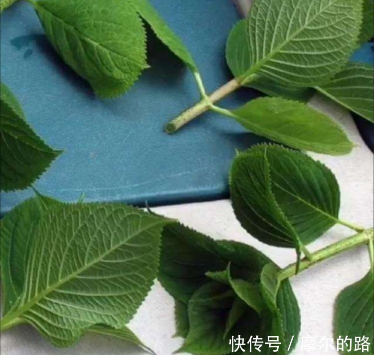 蟹爪兰|秋天扦插5种花,插穗能更快生根,不会出现黑腐,轻松爆满盆