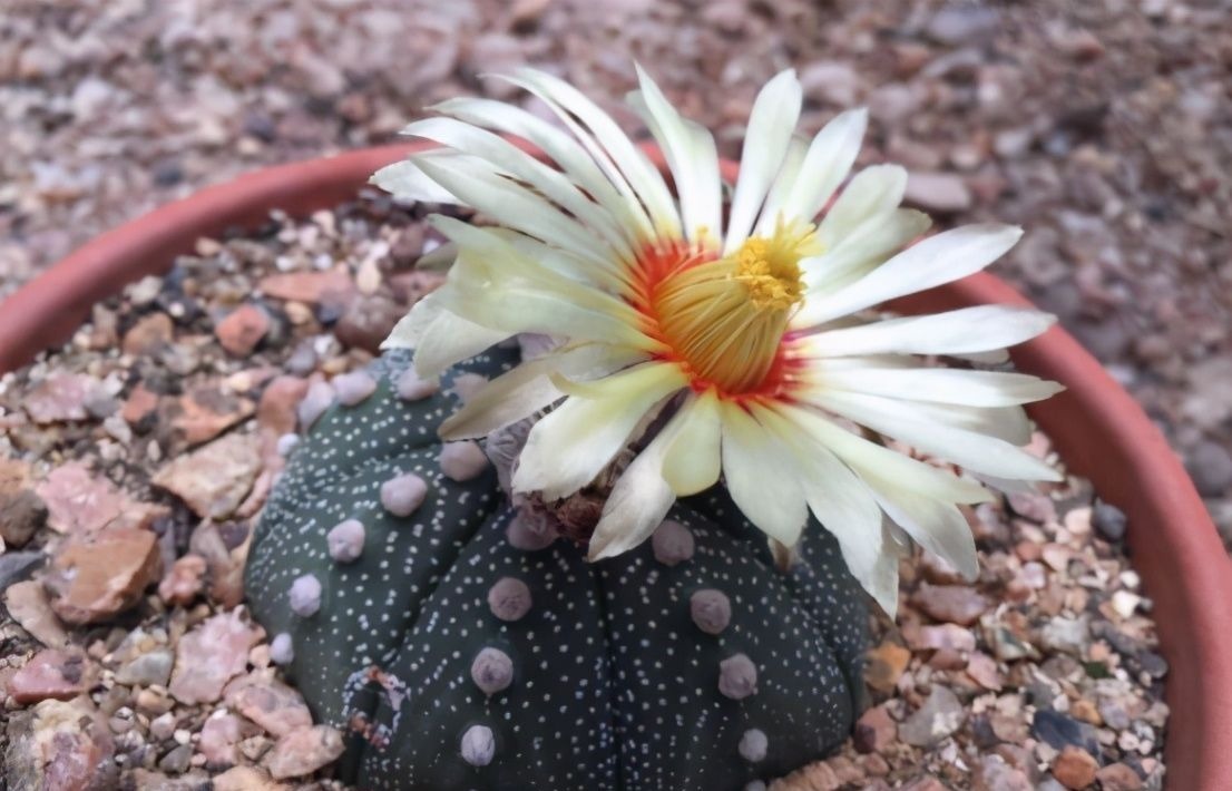 仙人球中有六个品种,它们是“开花劳模”,条件达到可以四季开花