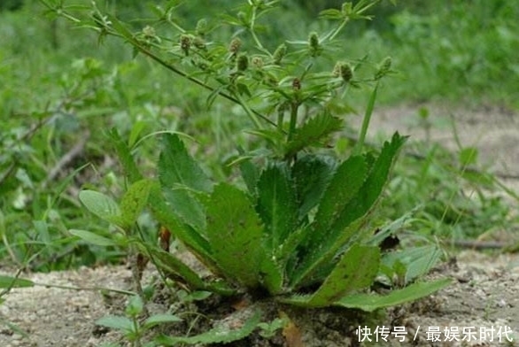 农村生长这种多年生草本植物,叶子带刺,却有治疗水肿病的功效