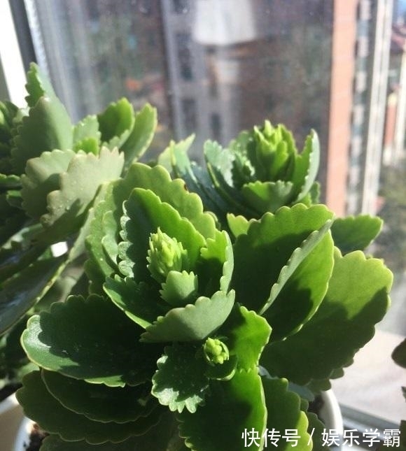 颗粒肥|养出一盆好的长寿花,一定要舍得用肥料,肥料够了才能开花