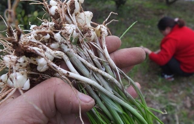 味道|农村野外常见,能温补助阳却被视为杂草,太可惜了!