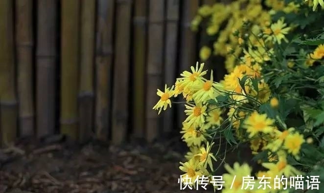 辛弃疾&1600年来唯一诗人,苏轼等百余大诗人为他点赞,到底是谁有此殊荣