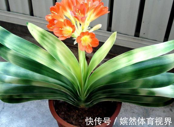 花卉|养君子兰，掌握4个小技巧，年年叶绿花艳、长爆盆