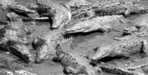 兰里岛|兰里岛之战千名日军进入红树林,仅有500人走出,鳄鱼意外立功