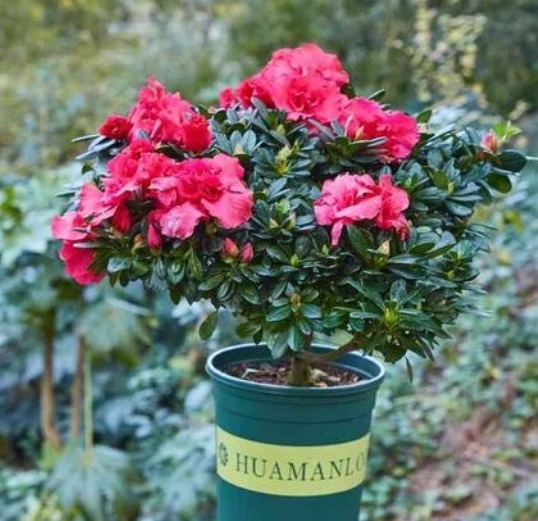 秋冬|杜鹃花总是开完花就落叶枯萎吗做好这4点，年年开爆盆