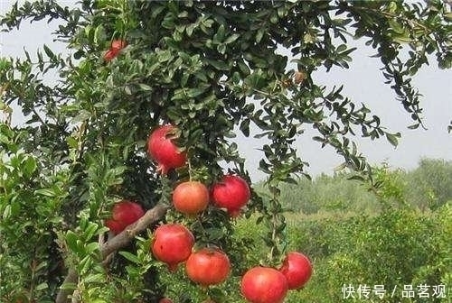 院子里不要乱种树，这6种树不仅能添福旺宅，还能招财纳福