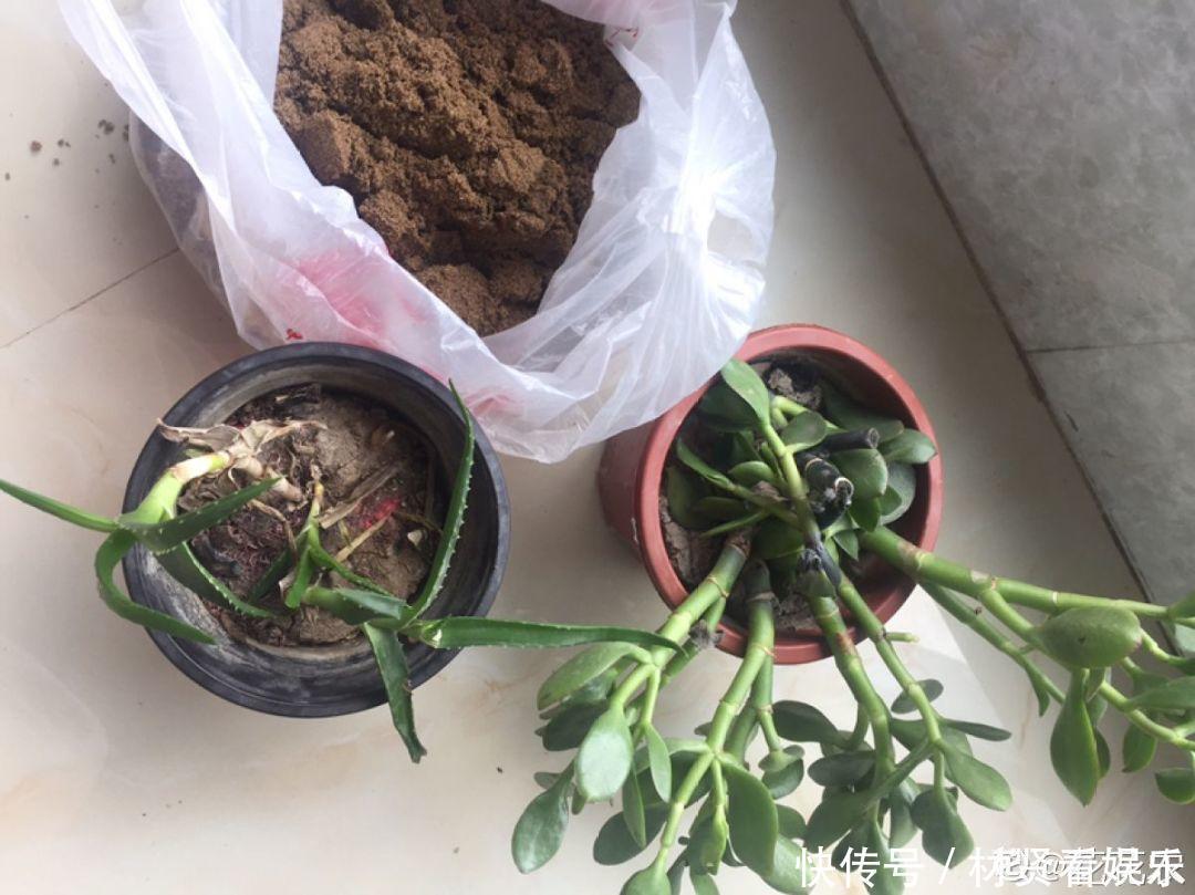 泥炭土|多肉叶子皱皱巴巴别光浇水,多半是伤根该换盆了!
