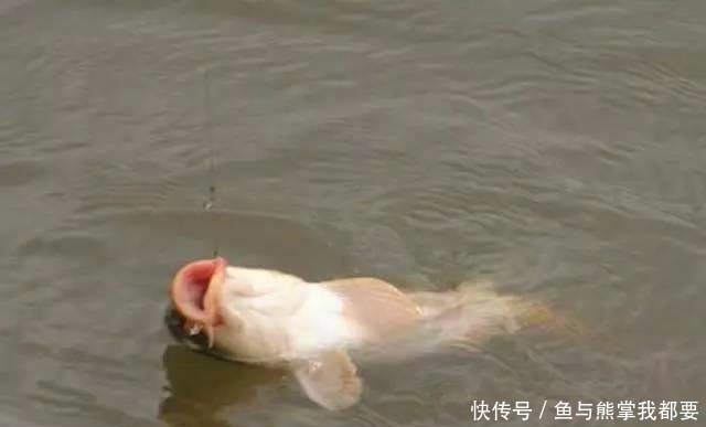 暗流|浮漂上顶很清晰,提竿就是没有鱼,这五种原因皆有可能