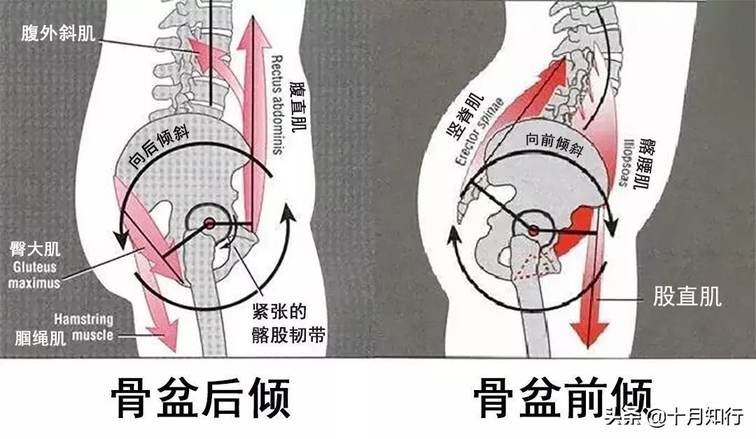 好处|臀腿训练有什么好处，如何练？分享一组自重动作，让臀腿协调发展