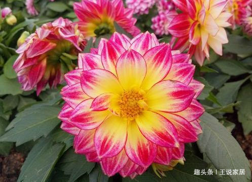 花卉|春天养花，不如养这几款花，叶绿花艳，花开繁盛惹人爱，超美