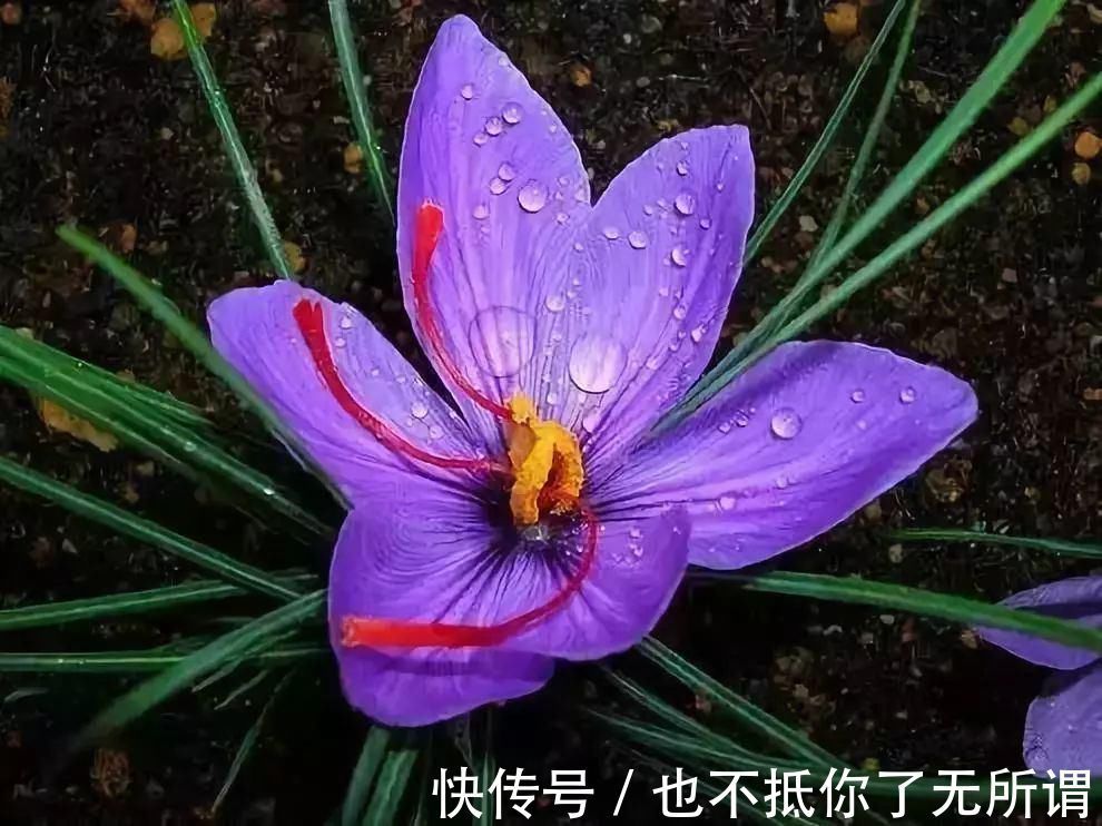 龟甲牡丹|世界上最名贵的花，一盆就是一座房子！