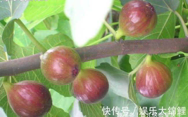 延缓衰老|人到中年,推荐吃好的食物,排毒润肤,延缓衰老,清体垃圾和毒素