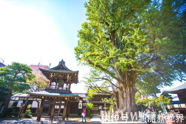 高山市|日本高山最有名的寺庙，有着一千两百年的银杏树，吸引众多游客