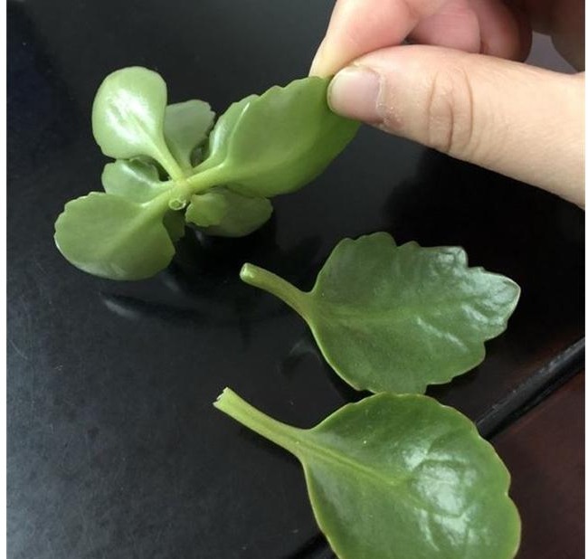 长寿花养了3年才开花牢记1个技巧，二茬花开爆满盆