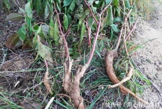 土人参|这种外来入侵植物全株有毒，国人却误当土人参食用，请赶紧停止