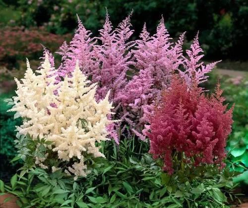  花朵|超受欢迎的3种花，丢地里就能活，花开之时香飘满屋，是盆栽佳品