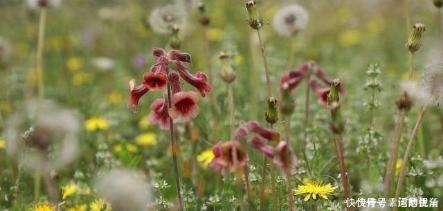 寒性|蒲公英,被称为“药草皇后”,谨记“五搭配、四禁忌”,别再犯错