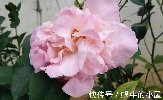 花期|盆栽茶花老是养不好,选择品种有技巧,试试以下经典的茶花品种