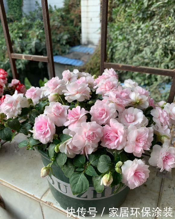 老桩|阳台养花，不用养贵的，3种“土气”花，开花“高贵”又热闹